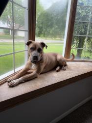 Lost Female Dog last seen Fremont and Ann Arbor trail, Westland, MI 48185