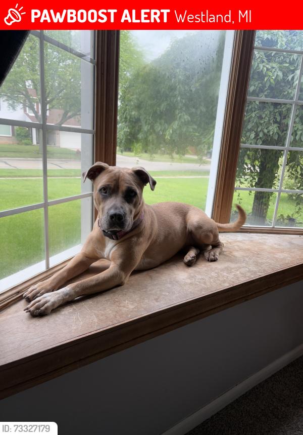 Lost Female Dog last seen Fremont and Ann Arbor trail, Westland, MI 48185