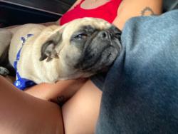 Reunited Female Dog last seen Near Reverend Wilson Ave, North Las Vegas, NV 89030, USA, North Las Vegas, NV 89030