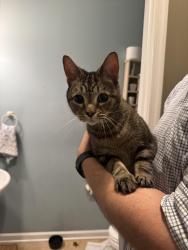 Found/Stray Female Cat last seen Elizabeth Crossing neighborhood, Culpeper, VA 22701