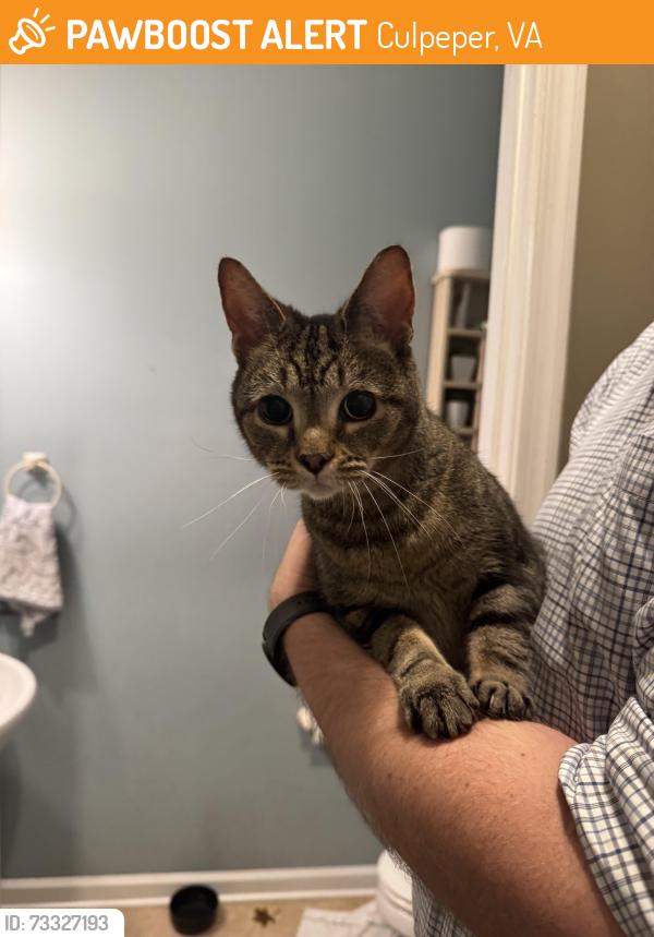 Found/Stray Female Cat last seen Elizabeth Crossing neighborhood, Culpeper, VA 22701