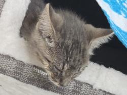 Found/Stray Unknown Cat last seen Port Authority building Ross Townahip, Pittsburgh, PA 15229