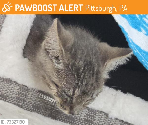 Found/Stray Unknown Cat last seen Port Authority building Ross Townahip, Pittsburgh, PA 15229