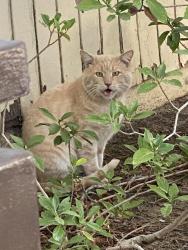Found/Stray Male Cat last seen Sunset & Hazel, Fair Oaks, CA 95628
