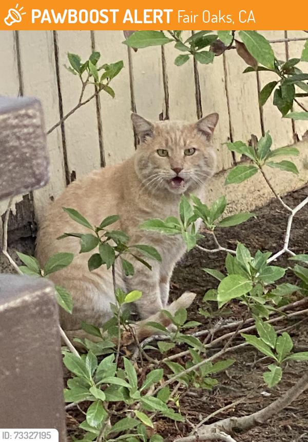 Found/Stray Male Cat last seen Sunset & Hazel, Fair Oaks, CA 95628