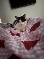 Reunited Female Cat last seen Simpson Grove, Worsley, Worsley, England M28 1LY