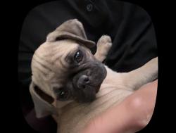 Reunited Male Dog last seen Near Reverend Wilson Ave, North Las Vegas, NV 89030, USA, North Las Vegas, NV 89030
