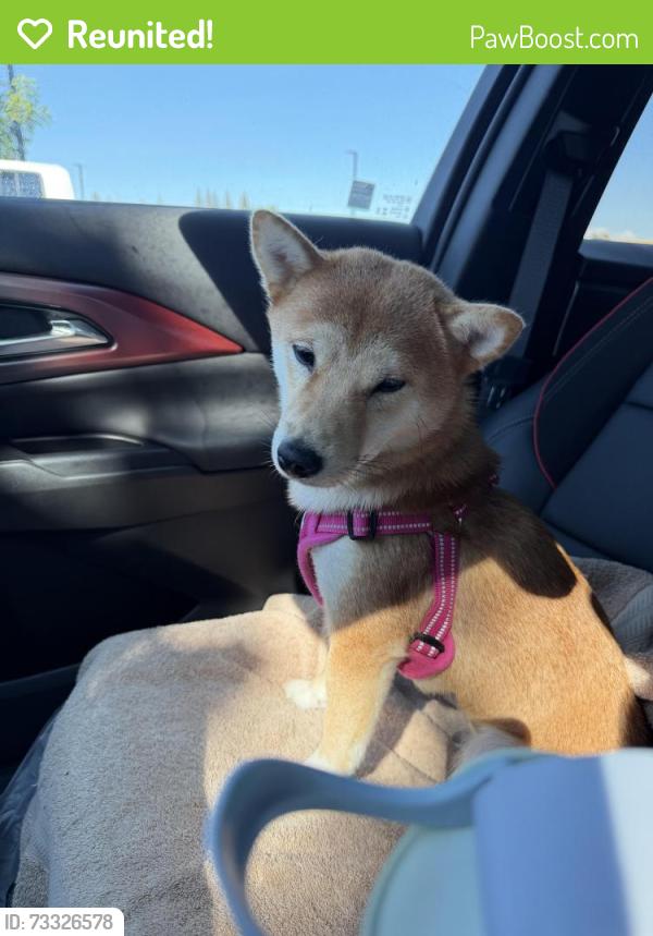 Reunited Female Dog last seen Burberry and Banfield, Sacramento, CA 95835