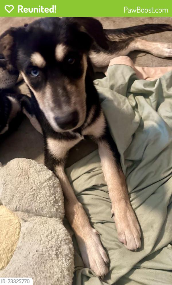 Reunited Female Dog last seen Library, San Fernando, CA 91340