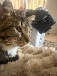 Lost Male Cat last seen hse, Youngtown, AZ 85363