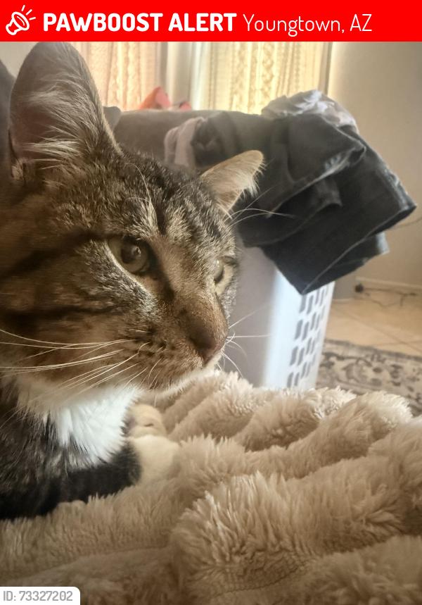 Lost Male Cat last seen hse, Youngtown, AZ 85363