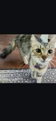 Reunited Female Cat last seen Wisconsin & Adelle near downtown DeLand/Stetson University, DeLand, FL 32720