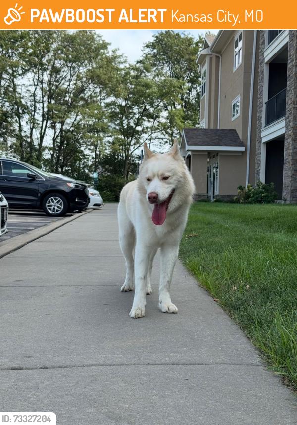 Found/Stray Male Dog last seen Tiffany Springs Area-The Retreat at Tiffany Woods apmts, Kansas City, MO 64154