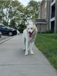 Found/Stray Male Dog last seen Tiffany Springs Area-The Retreat at Tiffany Woods apmts, Kansas City, MO 64154