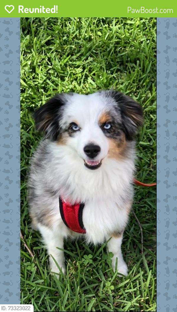 Reunited Female Dog last seen Near Edmonton Dr, Pasadena, TX 77503, USA, Pasadena, TX 77503