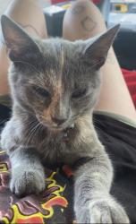Lost Female Cat last seen Bonny oaks near the little Debbie store, Chattanooga, TN 37416