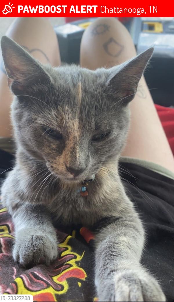 Lost Female Cat last seen Bonny oaks near the little Debbie store, Chattanooga, TN 37416