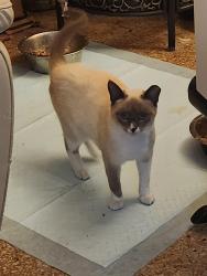Lost Female Cat last seen Left home to go out., Riverview, FL 33578