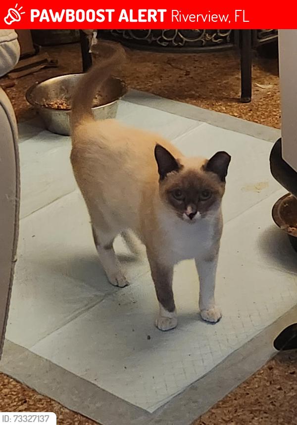 Lost Female Cat last seen Left home to go out., Riverview, FL 33578
