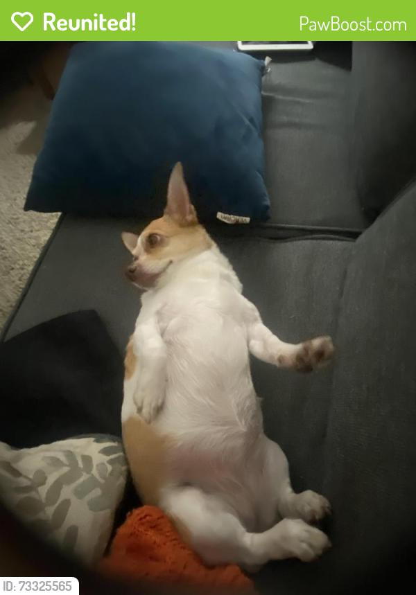 Reunited Female Dog last seen South Park Recreation Center, Los Angeles, CA 90037