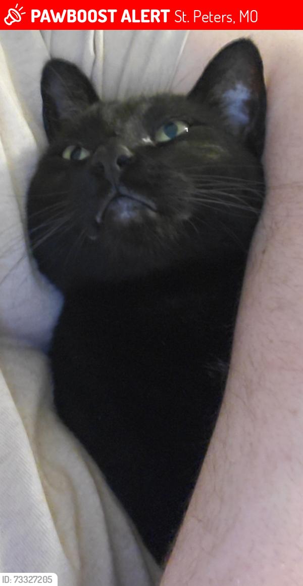 Lost Male Cat last seen Zumbehl Rd, St Charles, MO 63303, St. Peters, MO 63303