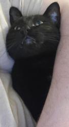 Lost Male Cat last seen Zumbehl Rd, St Charles, MO 63303, St. Peters, MO 63303