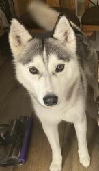Reunited Female Dog last seen Near Sorrel Tree Pl, Oceanside, CA 92057, USA, Oceanside, CA 92057