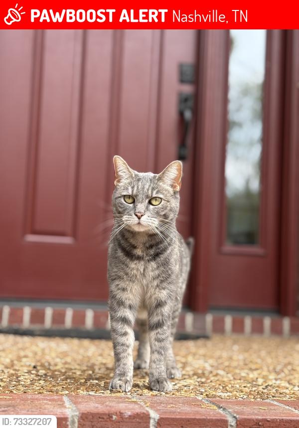 Lost Female Cat last seen Victoria Park in the Whitworth Neighborhood, Nashville, TN 37205