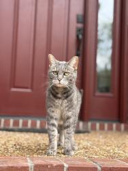 Lost Female Cat last seen Victoria Park in the Whitworth Neighborhood, Nashville, TN 37205