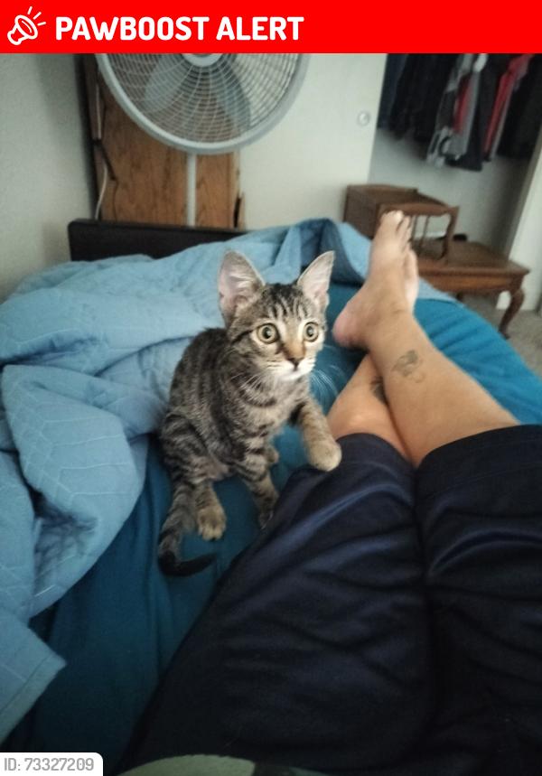 Lost Female Cat last seen Near W. Capitol Ave, West Sacramento, CA 95691