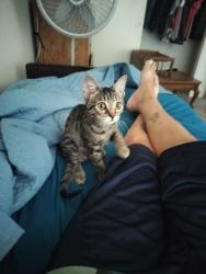 Lost Female Cat last seen Near W. Capitol Ave, West Sacramento, CA 95691