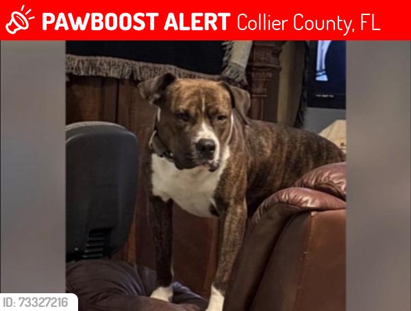 Lost Male Dog last seen Immokalee road, Collier County, FL 34120