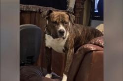 Lost Male Dog last seen Immokalee road, Collier County, FL 34120