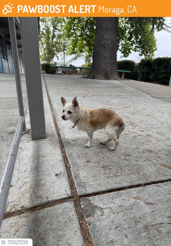 Found/Stray Unknown Dog last seen Los Perales Elementary, Moraga, CA 94556