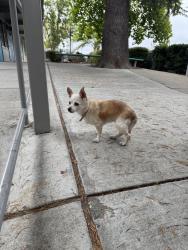 Found/Stray Unknown Dog last seen Los Perales Elementary, Moraga, CA 94556