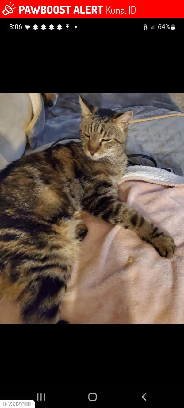 Lost Male Cat last seen Alcorn and Northridge in Kuna, chapparosa Subdivision, Kuna, ID 83634