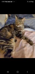 Lost Male Cat last seen Alcorn and Northridge in Kuna, chapparosa Subdivision, Kuna, ID 83634