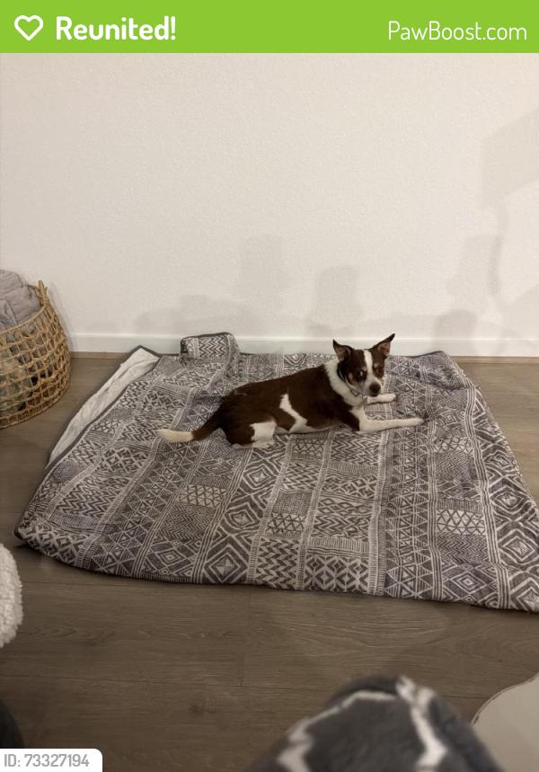 Reunited Male Dog last seen Stone Ter Ct, Conroe, TX 77356, USA, Conroe, TX 77356