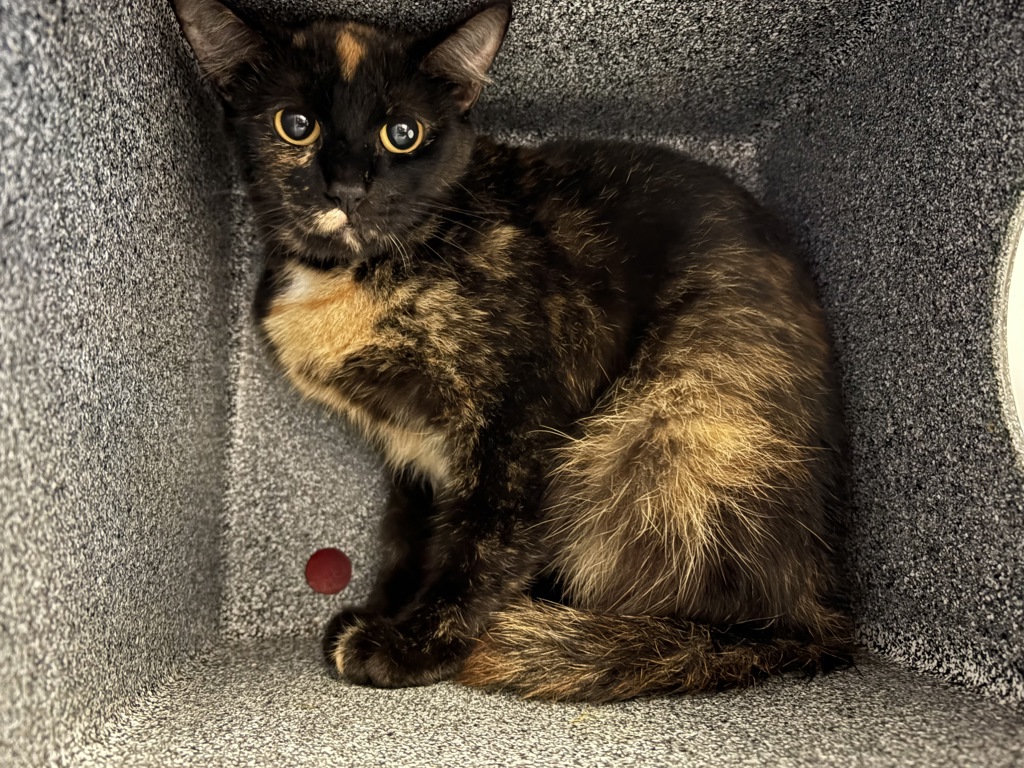 Shelter Stray Female Cat last seen Near Aceteno Avenue, Vista, CA, 92084, Oceanside, CA 92058, USA