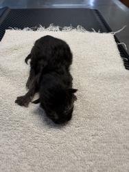 Shelter Stray Female Cat last seen Near Airport Road, Oceanside, CA, 92058, Oceanside, CA 92058, USA