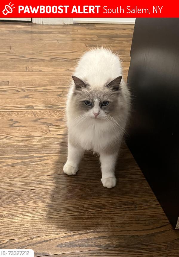 Lost Female Cat last seen lily's deli, truesdale lake, South Salem, NY 10590