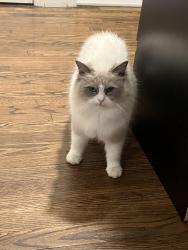 Lost Female Cat last seen lily's deli, truesdale lake, South Salem, NY 10590