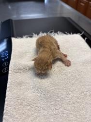 Shelter Stray Male Cat last seen Near Airport Road, Oceanside, CA, 92058, Oceanside, CA 92058, USA