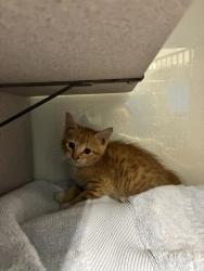 Shelter Stray Male Cat last seen Near W 1200 N, SALT LAKE CITY, UT, 84116, 511 W 3900 S, Salt Lake City, UT 84123, USA