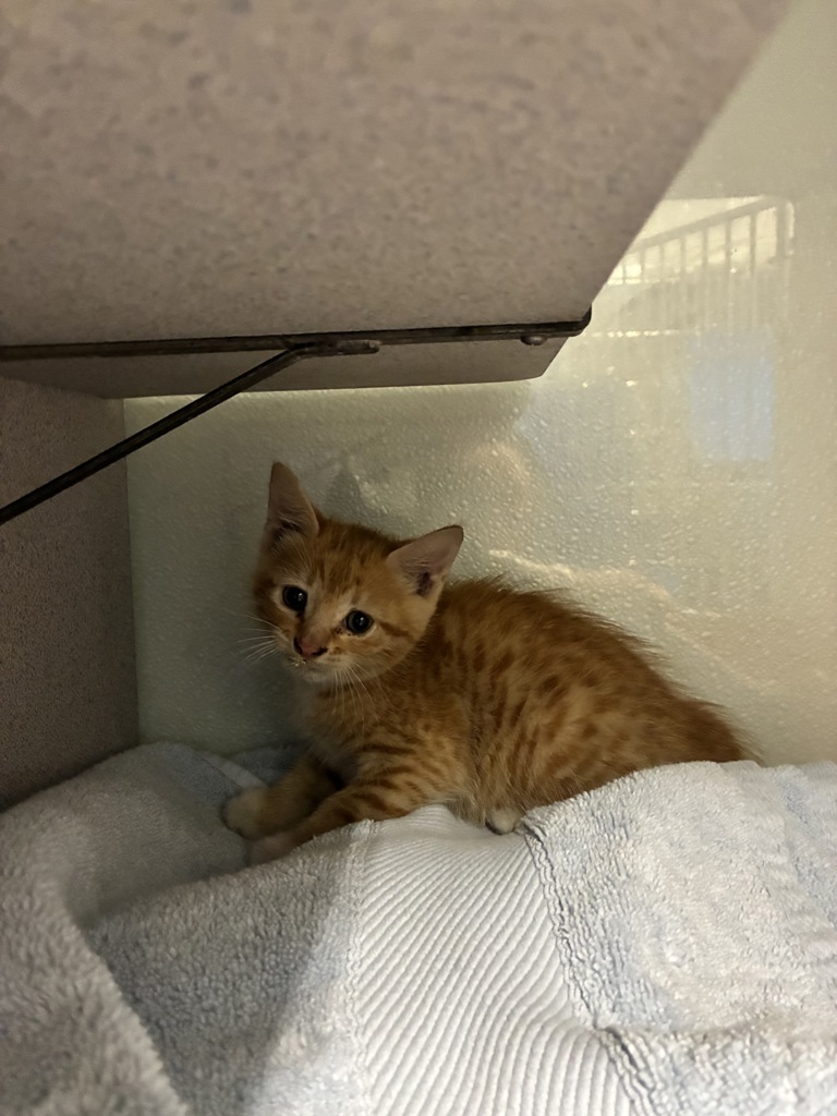 Shelter Stray Male Cat last seen Near W 1200 N, SALT LAKE CITY, UT, 84116, 511 W 3900 S, Salt Lake City, UT 84123, USA