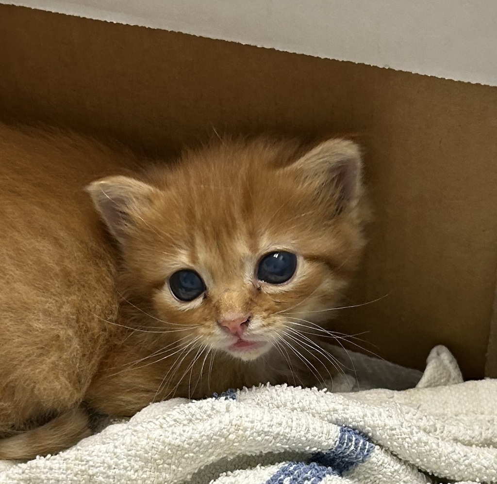Shelter Stray Male Cat last seen I70 Frontage Road and Kipling, Wheat Ridge, CO, 80033, 580 McIntyre St, Golden, CO 80401, USA