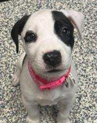 Shelter Stray Female Dog last seen Sheridan and Alameda, Lakewood, CO, 80226, 580 McIntyre St, Golden, CO 80401, USA