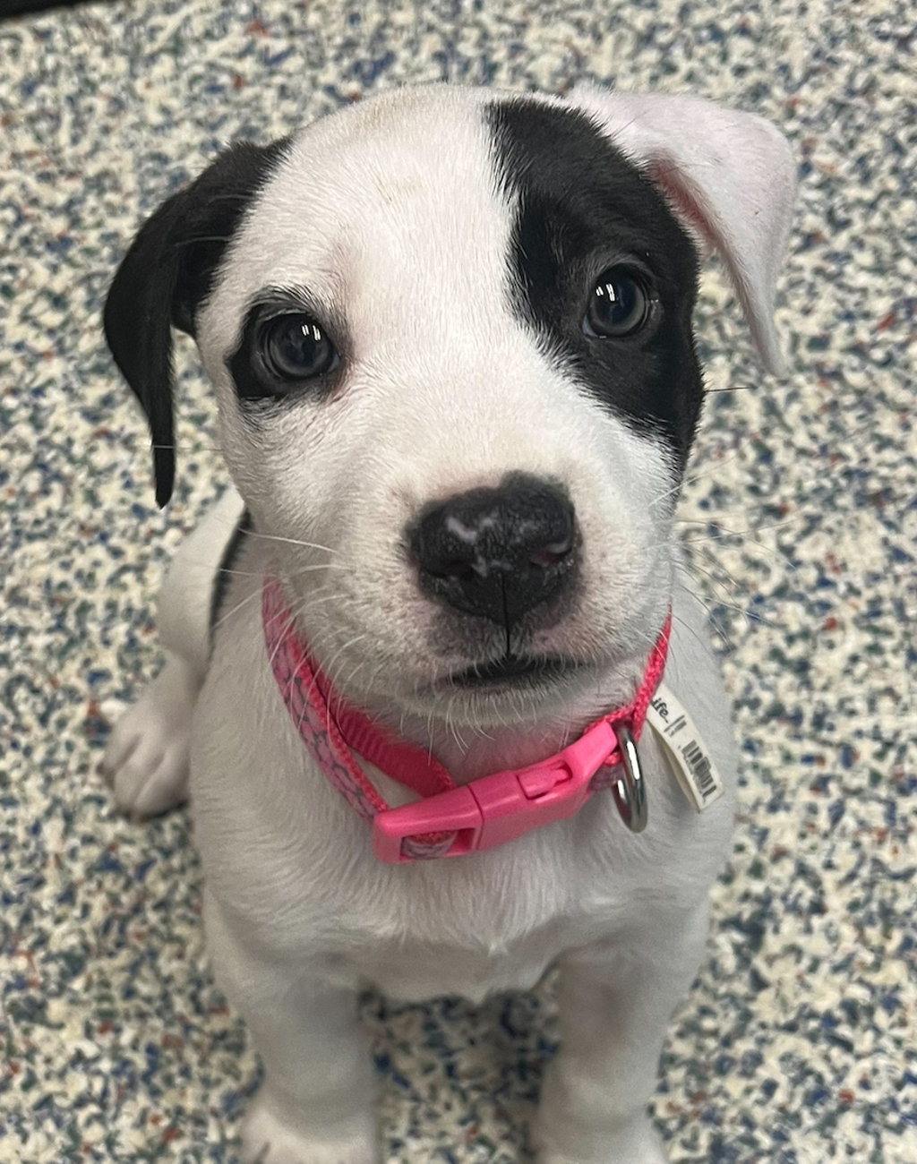 Shelter Stray Female Dog last seen Sheridan and Alameda, Lakewood, CO, 80226, 580 McIntyre St, Golden, CO 80401, USA