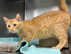 Shelter Stray Male Cat last seen Near Shakespeare Avenue, BRONX, NY, 10452, 326 E 110th St, New York, NY 10029, USA