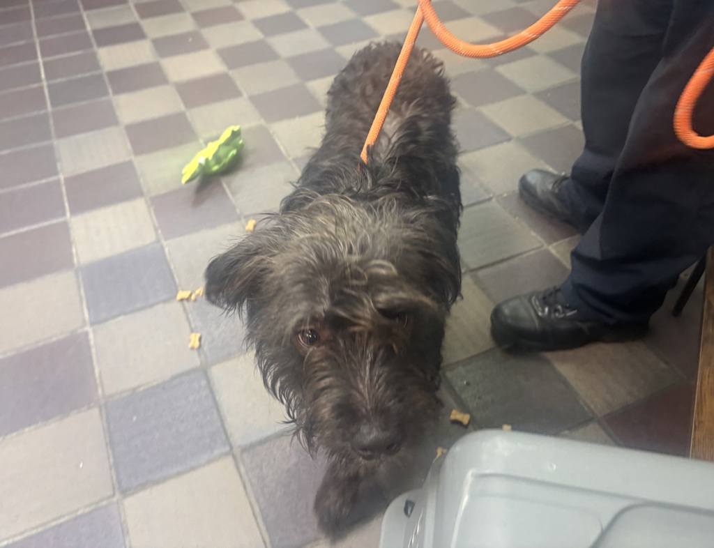 Shelter Stray Unknown Dog last seen Near Monticello Avenue, BRONX, NY, 10466, 326 E 110th St, New York, NY 10029, USA